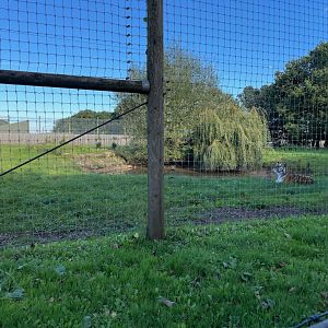Amur Tiger Enclosure at Yorkshire Wildlife Park (October 2021)