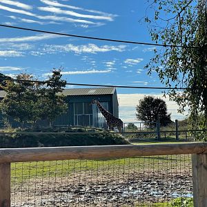 Giraffe Enclosure at Yorkshire Wildlife Park (October 2021)