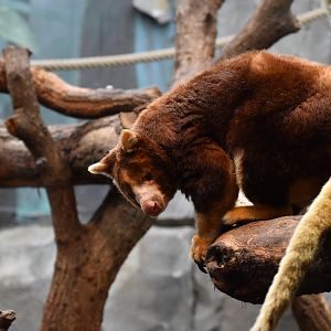 Matschie's tree-kangaroo