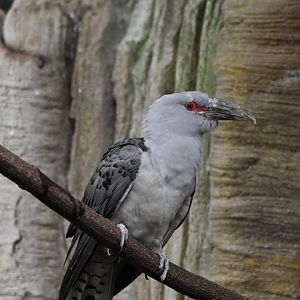 Channel-billed cuckoo (Scythrops novaehollandiae)
