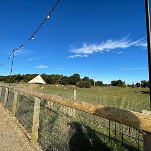 Mixed African Enclosure at Yorkshire Wildlife Park (October 2021)