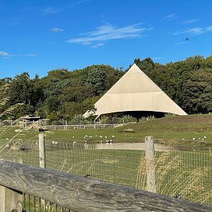 Mixed African Enclosure at Yorkshire Wildlife Park (October 2021)