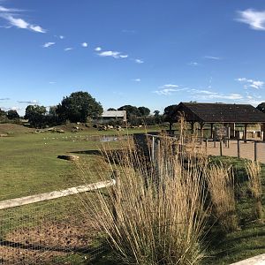 Mixed African Enclosure at Yorkshire Wildlife Park (October 2021)