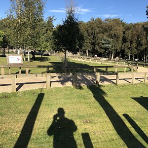 Wallaby Walkthrough Enclosure at Yorkshire Wildlife Park (October 2021)