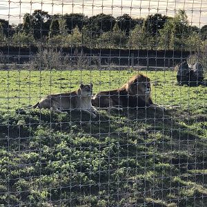 Lion Enclosure at Yorkshire Wildlife Park (October 2021)