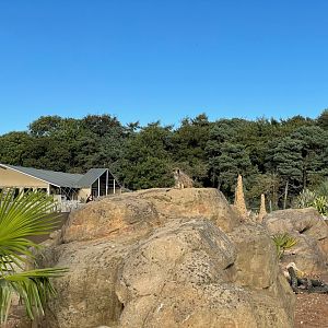 Meerkat Enclosure at Yorkshire Wildlife Park (October 2021)