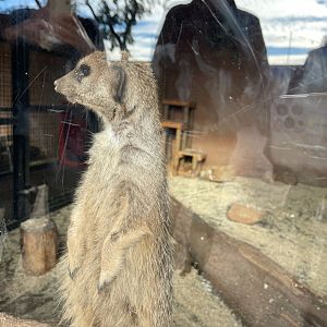Meerkat Indoor Enclosure at Yorkshire Wildlife Park (October 2021)