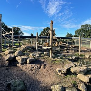 Guinea Baboon Enclosure at Yorkshire Wildlife Park (October 2021)
