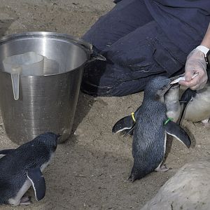 Little blue penguin feed