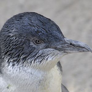 Little blue penguin