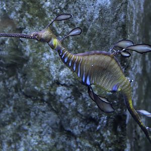 Weedy seadragon