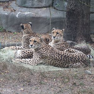 Fabric of Africa - Cheetah