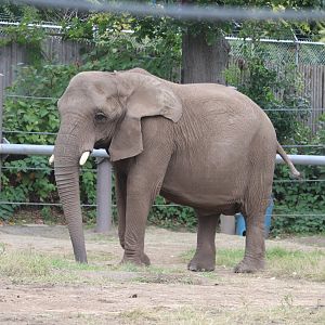 Fabric of Africa - African Elephant