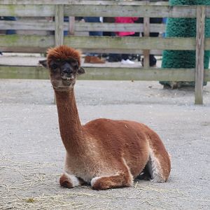 Alex and Ani Farmyard - Alpaca