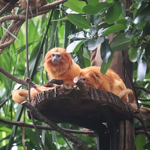 Faces of the Rainforest - Golden Lion Tamarin