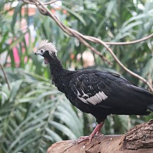 Faces of the Rainforest - Blue-Throated Piping Guan