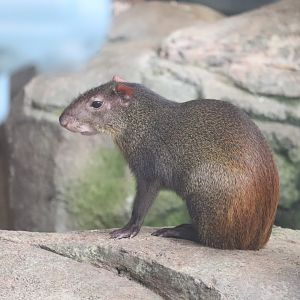 Faces of the Rainforest - Red-Rumped Agouti