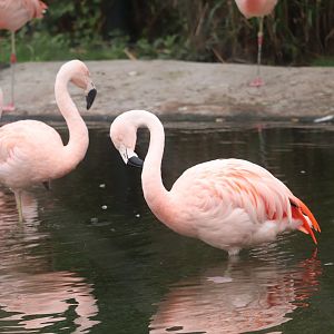 Faces of the Rainforest - Chilean Flamingo