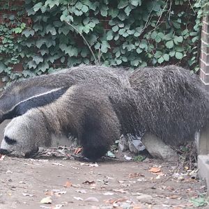 Faces of the Rainforest - Giant Anteater