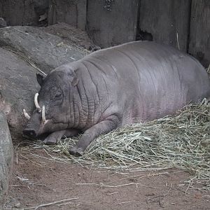 World of Adaptations - Babirusa