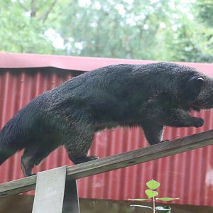 World of Adaptations - Binturong