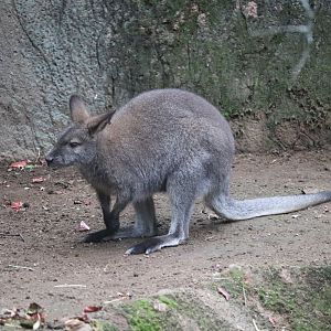 World of Adaptations - Bennett's Wallaby