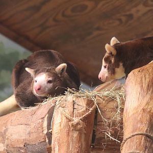 World of Adaptations - Matschie's Tree-Kangaroo