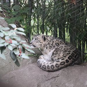 Marco Polo's Adventure Trek - Snow Leopard