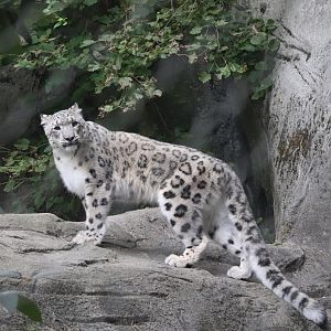 Marco Polo's Adventure Trek - Snow Leopard