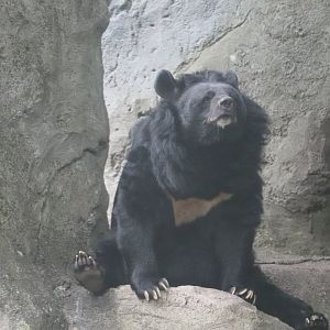 Marco Polo's Adventure Trek - Moon Bear