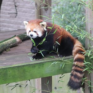 Marco Polo's Adventure Trek - Red Panda