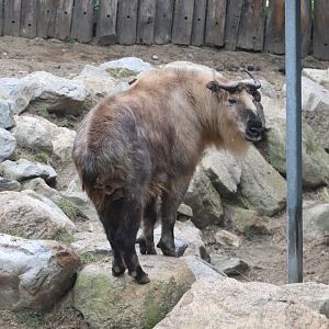 Marco Polo's Adventure Trek - Sichuan Takin