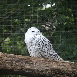 North America - Snowy Owl