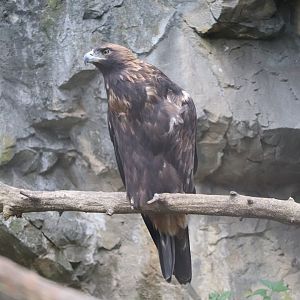 North America - Golden Eagle