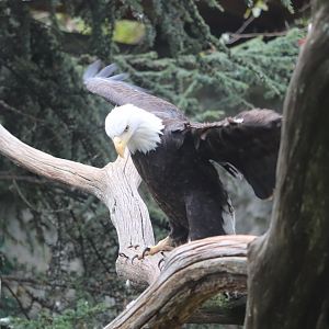 North America - Bald Eagle
