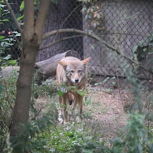 North America - Red Wolf
