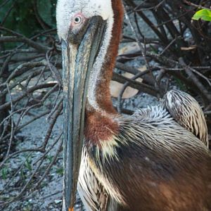 May. 2021 - Pelican Preserve - Brown Pelican