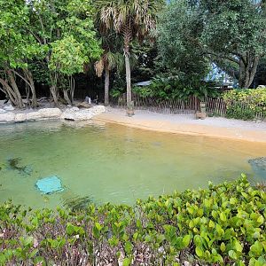 May. 2021 - Pelican Preserve (Brown Pelican/Great White Pelican)