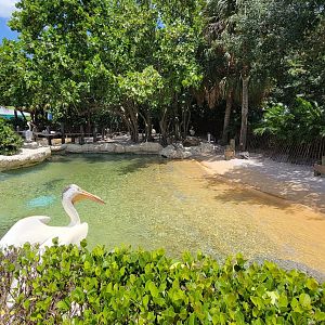 May. 2021 - Pelican Preserve (Brown Pelican/Great White Pelican)