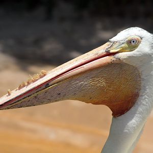 May. 2021 - Pelican Preserve - Great White Pelican