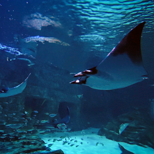May. 2021 - Manta Aquarium - Main Tank (10+ Species)