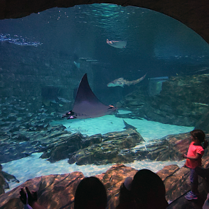 May. 2021 - Manta Aquarium - Main Tank (10+ Species)
