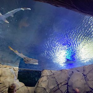 May. 2021 - Manta Aquarium - Main Tank - Overhead View (10+ Species)