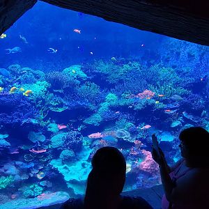 May. 2021 - Manta Aquarium - Coral Reef Tank (11+ Species)