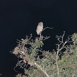 Tawny Owl, Paignton, October 2021