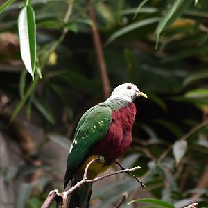 Wompoo fruit-dove (Megaloprepia magnifica)