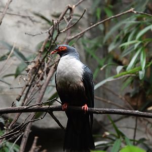 Papuan mountain-pigeon (Gymnophaps albertisii)