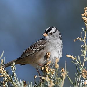 white crowned sparrow