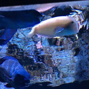 Fish ID? (Top Right)