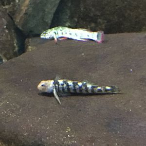 Freshwater Goby/Blenny ID’s?